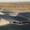 Camels in the Taklamakan Desert