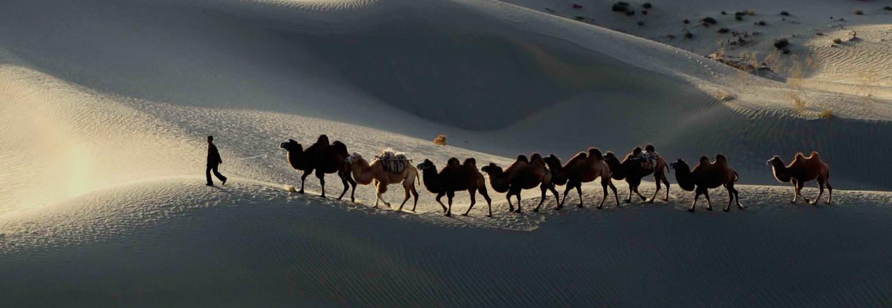 Camels in the Taklamakan Desert